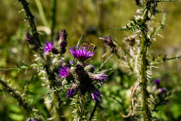 Focused photo of a hover fly on a purple thistle 