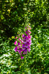 Pink Foxglove 