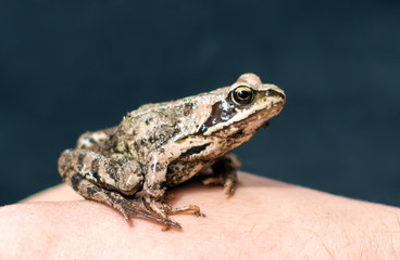 Slim, reddish-brown Moor frog (Rana arvalis) sitting on a man's hand. This semiaquatic amphibian is a member of the family Ranidae, or true frogs.