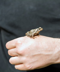 Slim, reddish-brown Moor frog (Rana arvalis) sitting on a man's hand. This semiaquatic amphibian is a member of the family Ranidae, or true frogs.
