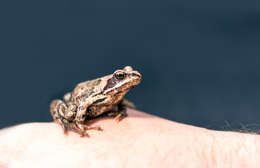 Slim, reddish-brown Moor frog (Rana arvalis) sitting on a man's hand. This semiaquatic amphibian is a member of the family Ranidae, or true frogs.