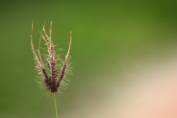 selective focus of grass flower