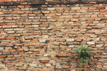 plant on the brick wall