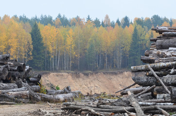 colourful autumn trees and sand