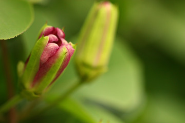 selective focus of flower on blur background and copy space