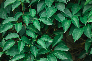 Fototapeta na wymiar cool color of green leaf plant