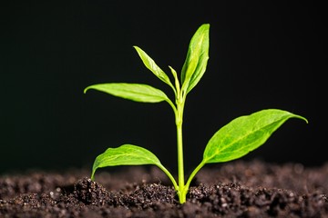 Seedling.