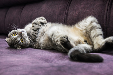 Scottish fold cat lying on the couch and watching the orange eyes