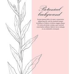 Natural background. Organic botanical design template. Hand drawn Vector herbal illustration