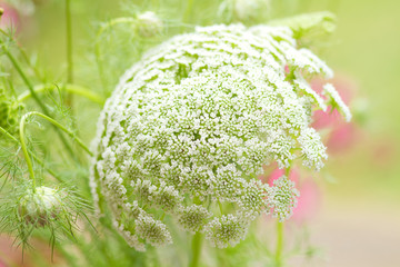 Kerbel-Blüte