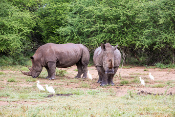 Naklejka premium Two white rhino's