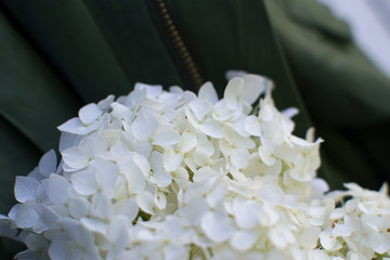 Hortensia flower, hydrangea flower, background.