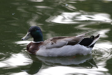 Close up Mallard Duck Swimming in the Lake