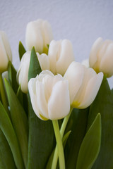 Tulipanes blancos