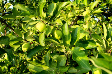 green, plant, nature, leaf, leaves, tree, garden, food, vegetable, flower, summer, fresh, spring, healthy, plants, agriculture, bush, organic, flora, natural, pepper, growth, pea, herb, grow