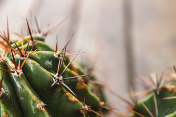 cactus with large needles, close-ups