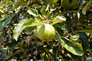 Apples and green leaves on the apple tree