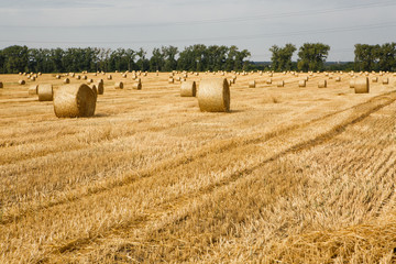 Harvested field with straw bales in summer