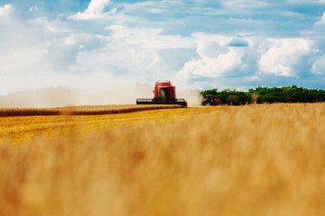 Fototapeta premium Bringing in a golden harvest