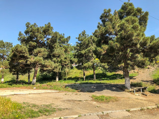 Obraz premium Beautiful pines against the sky near the road. Evergreen trees