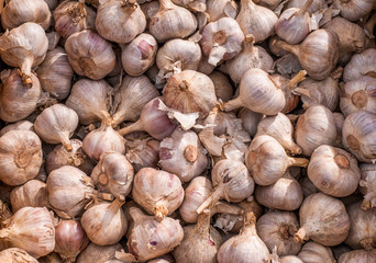 Lots of garlic, close-up