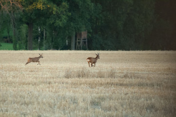 Rehbrunft