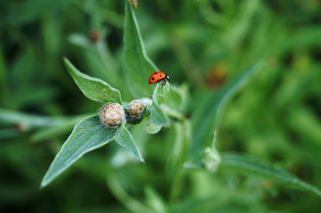 ladybug