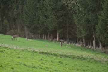 Rehbrunft