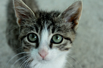 cat, kitten, animal, pet, cute, feline, domestic, fur, eyes, portrait, kitty, young, tabby, pets, white, nature, eye, mammal, small, looking, face, curious, animals, green, gray
