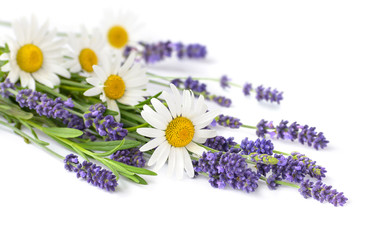 Panele Szklane  Bukiet rumianków i kwiatów lawendy na białym tle