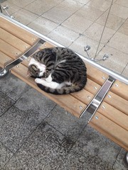 Cute cat is sitting a bench