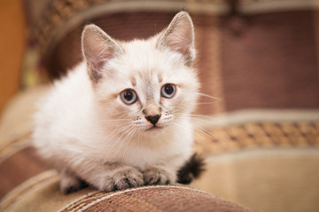 A funny gray kitten sits on the sofa and cute looks at you. © Sergey Khamidulin