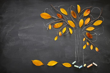 Back to school concept. Top view banner of tree sketch with autumn dry leaves over classroom blackboard background.