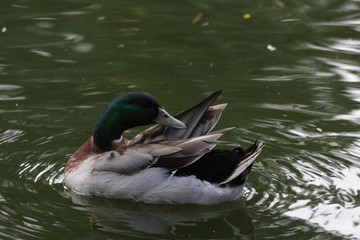 Mallard Duck  Swimming in the Lake