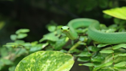 Weibliche Raue Grasnatter (Opheodrys aestivus) im Terrarium 
