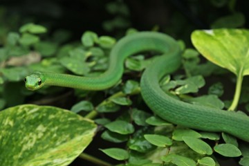 Weibliche Raue Grasnatter (Opheodrys aestivus) im Terrarium 
