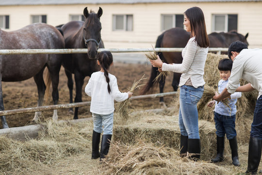 Young Chinese family feeding horse