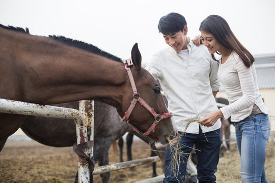 Young Chinese couple feeding horse