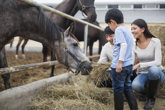 Young Chinese family feeding horse