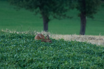 Rehe im Acker