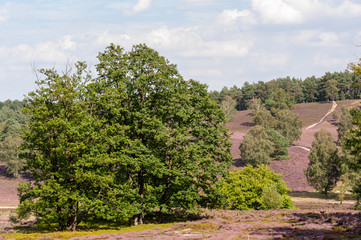 Kiefern, Birken, Wanderwege und blühende Heide im Naturschutzgebiet Fischbeker Heide bei Tag.