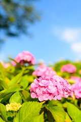 若松あじさい祭り