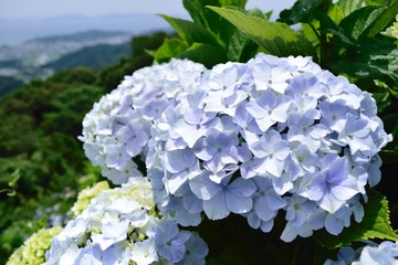 あじさい
