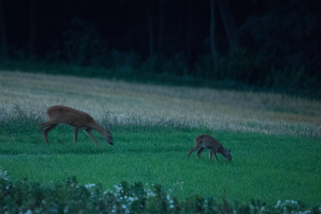Rehe im Acker