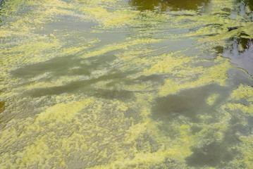 Cyanobacteria blue-green algae bloom infection growing in pond lake river