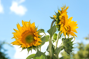 Yellow three sunflowers and one green bud of sunflower on the  slightly cloudy blue sky on a sunny day