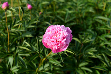 Peony flower closeup.