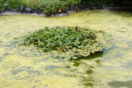 Cyanobacteria blue-green algae bloom infection growing in pond lake river