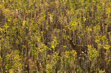 Rehe im Acker