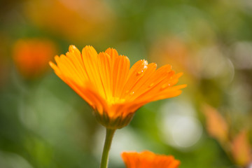 Calendula officinale on Sunset